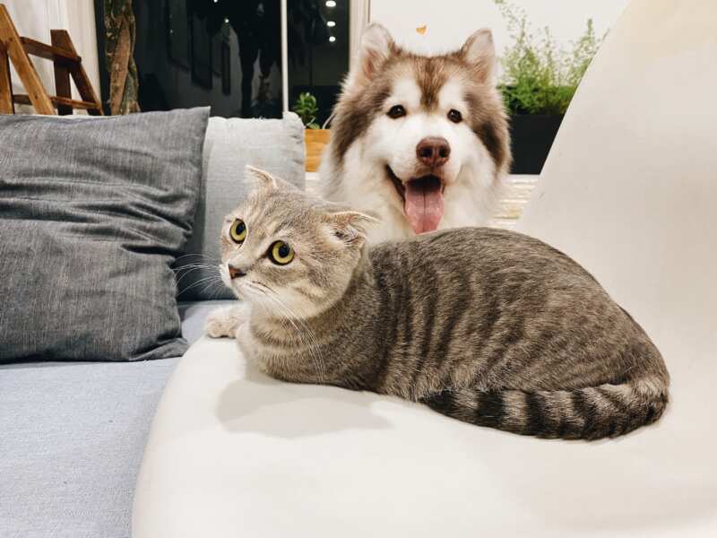 how-to-move-your-cats-and-dogs